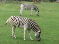 Dmara Zebras
